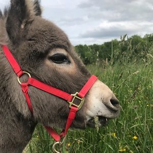 Meet your Posher, Elise